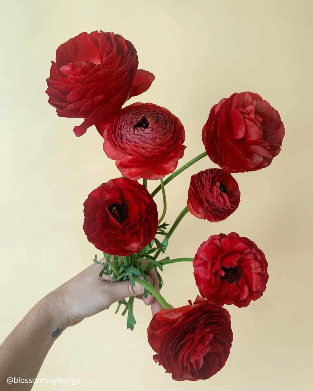 Ranunculus