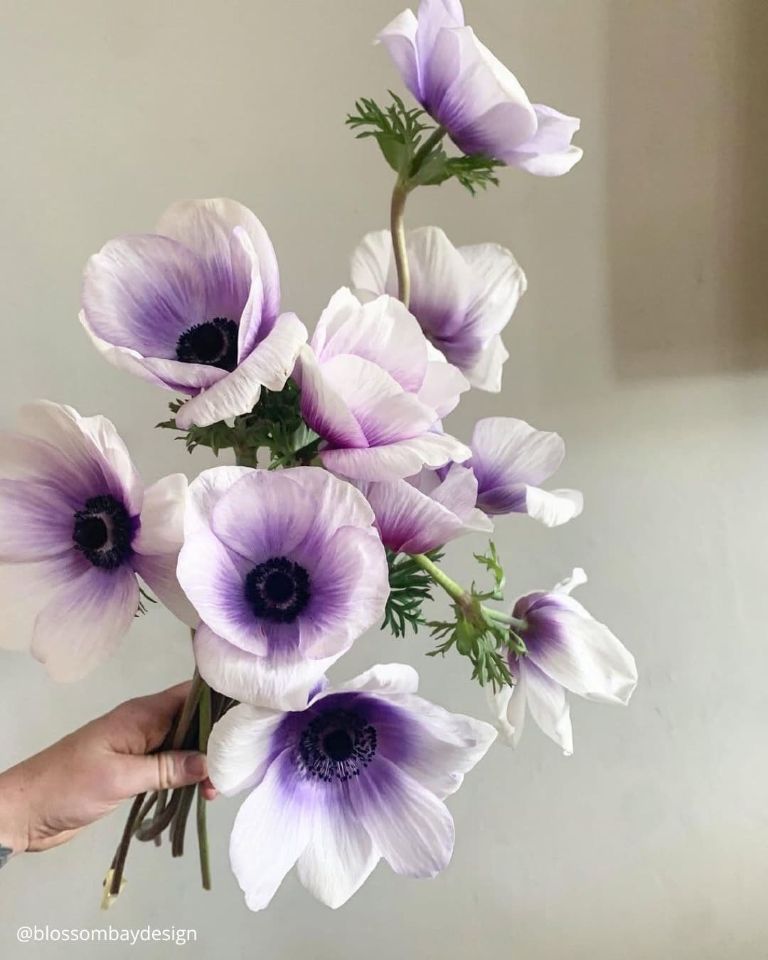 Anemones