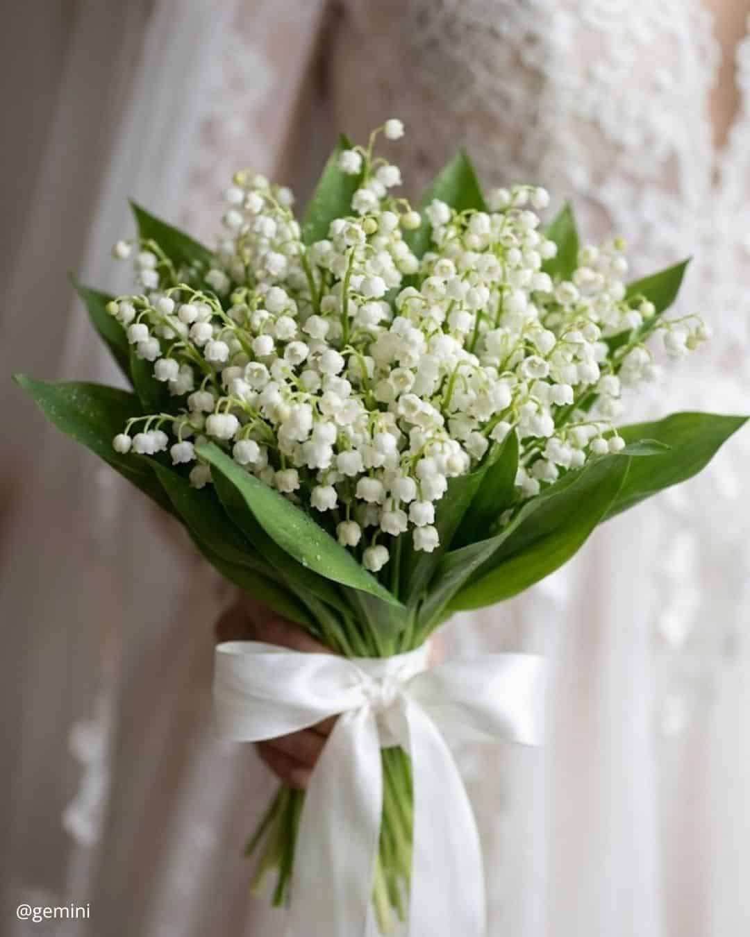 Lilly Of The Valley