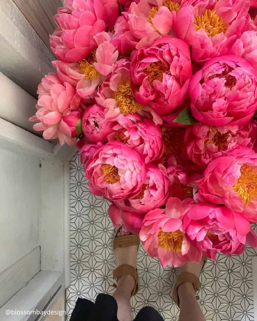 Peonies