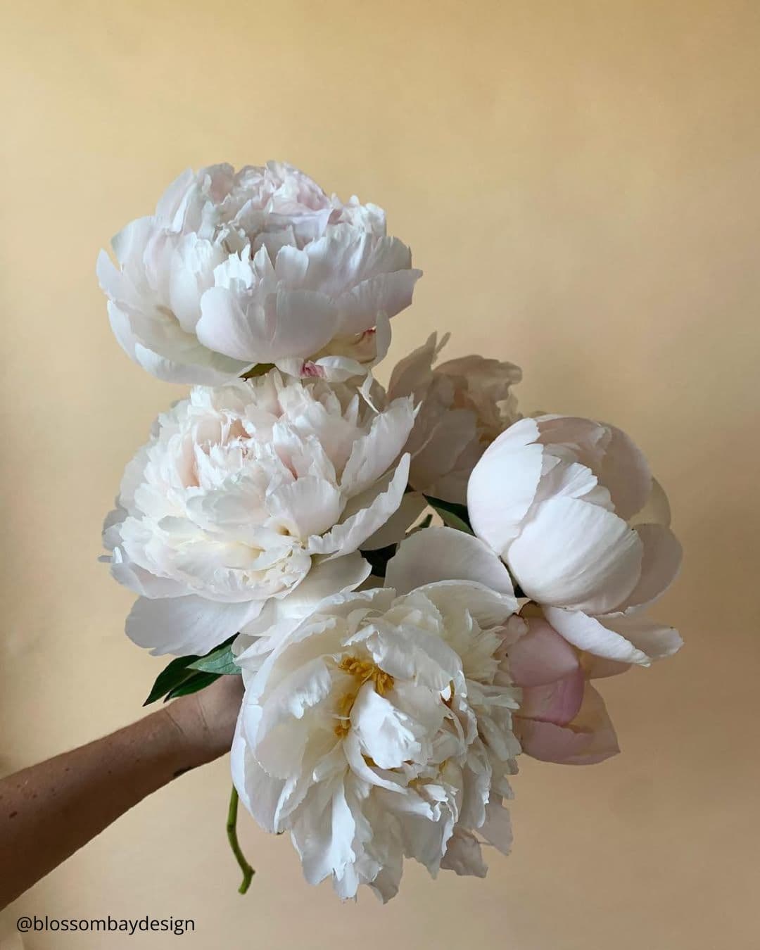 Peonies