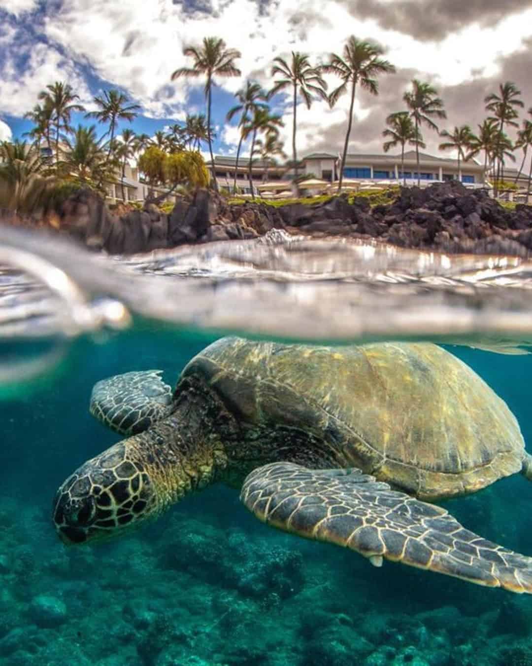 Maui