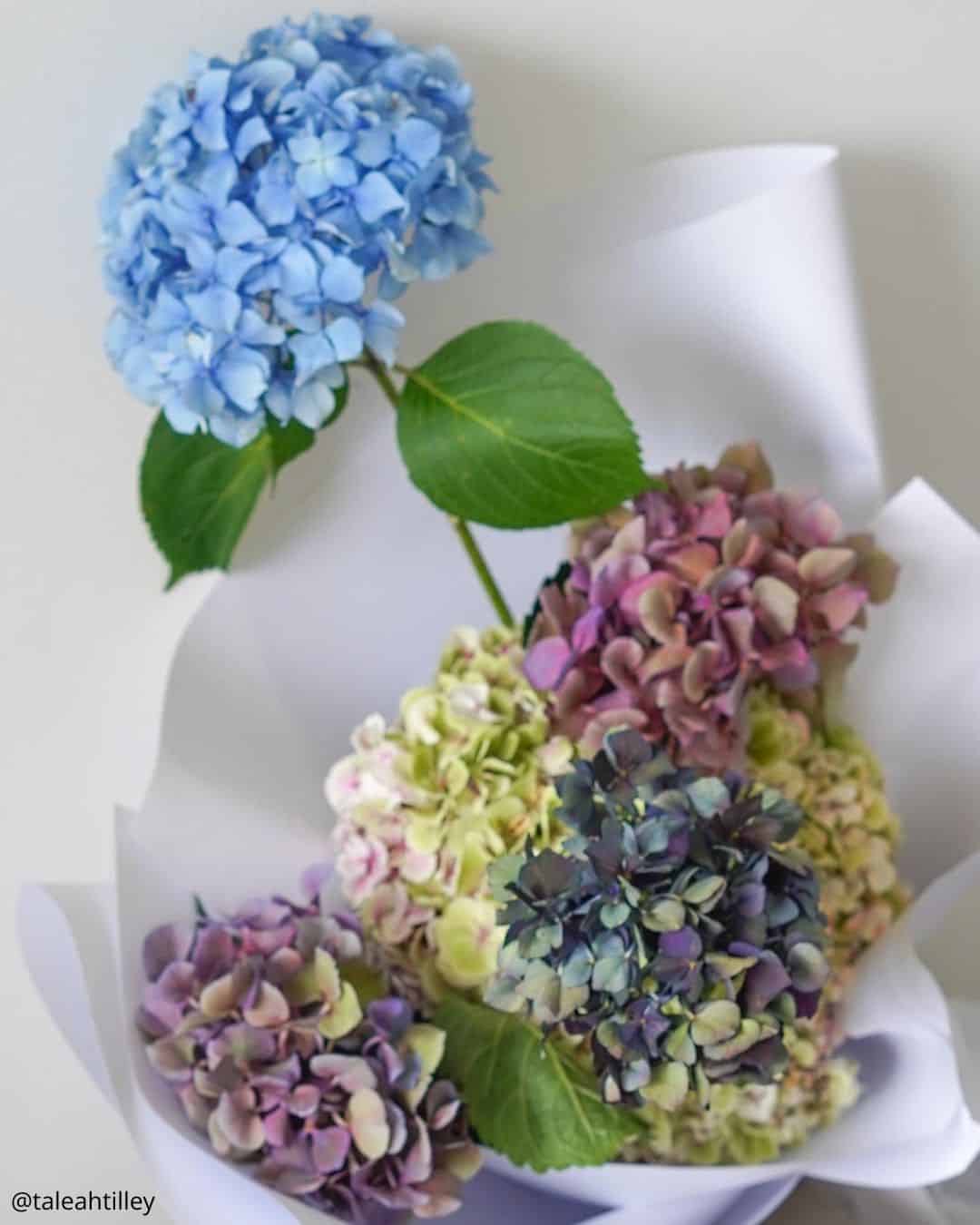 Hydrangeas